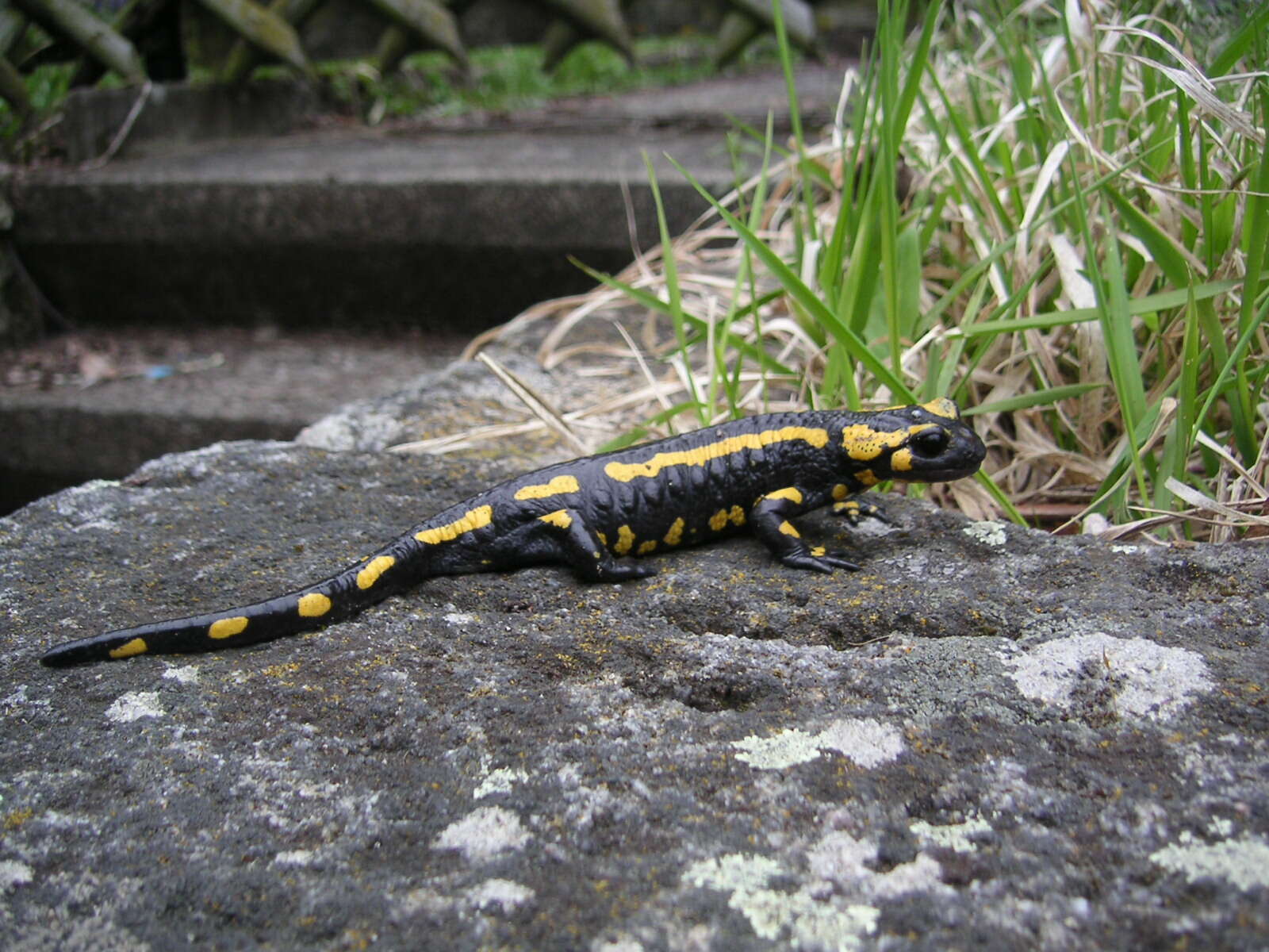 Image of Salamandra salamandra terrestris