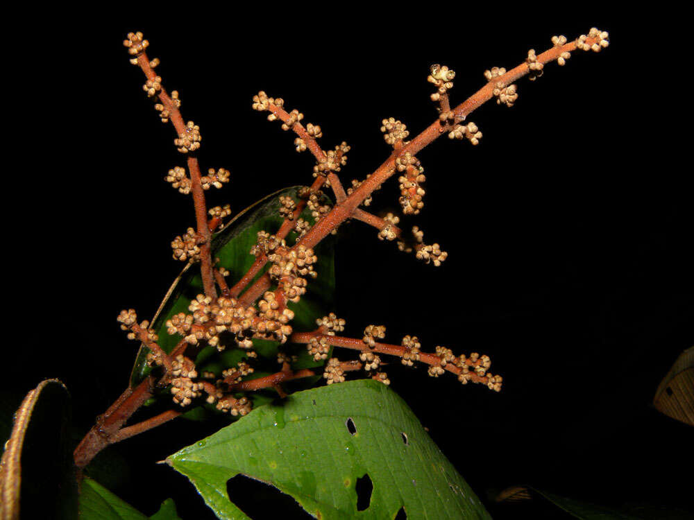 Image of Miconia elata (Sw.) DC.