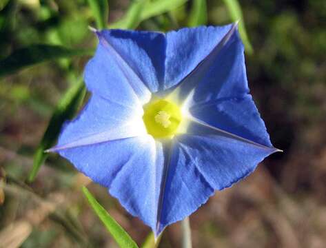 Image de Ipomoea barbatisepala A. Gray