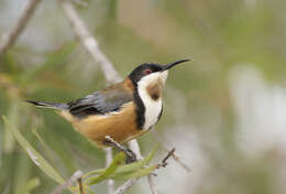 Plancia ëd Acanthorhynchus Gould 1837