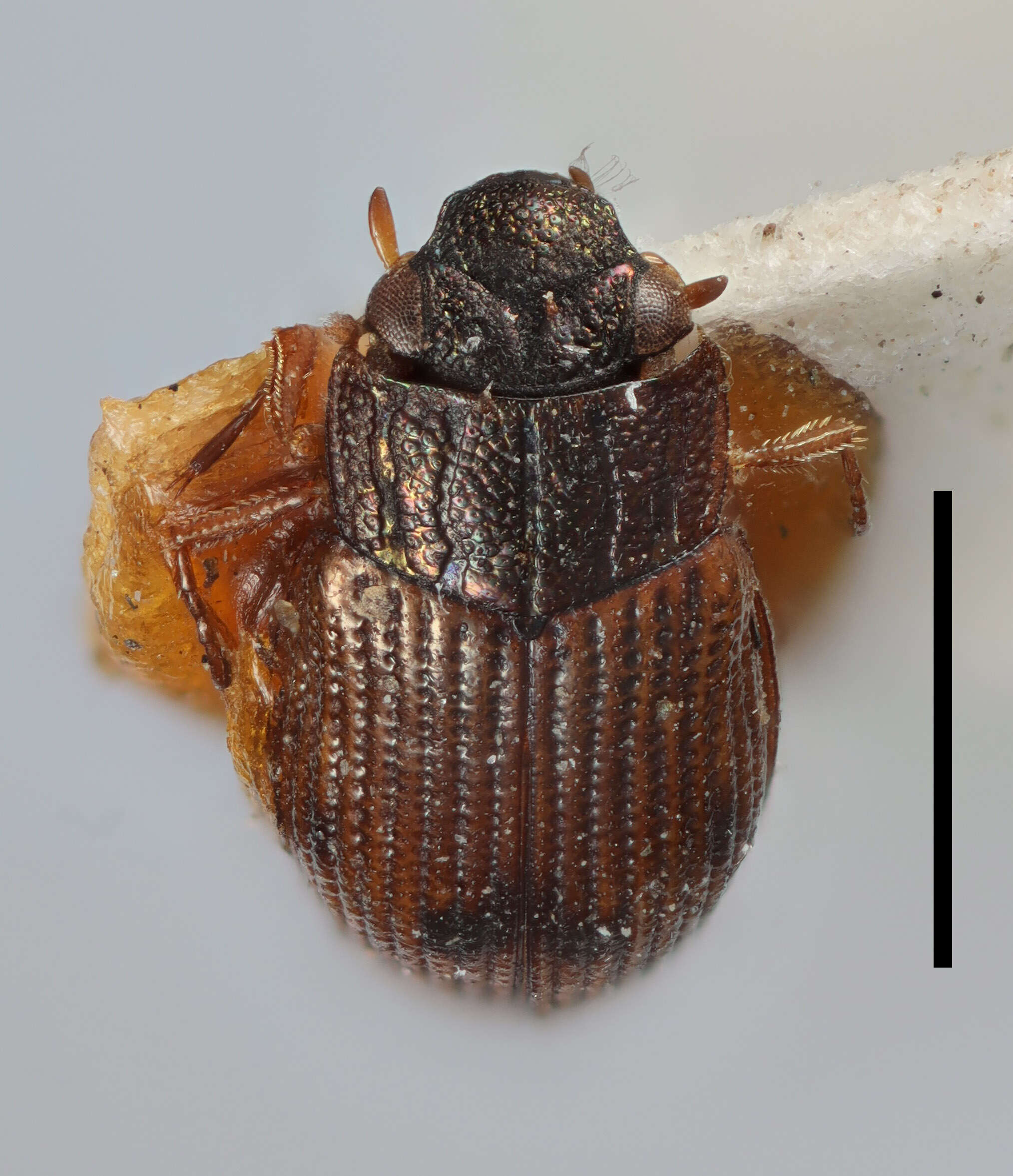 صورة Helophorus (Rhopalohelophorus) granularis (Linnaeus 1760)