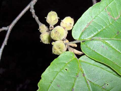 Image of American witchhazel