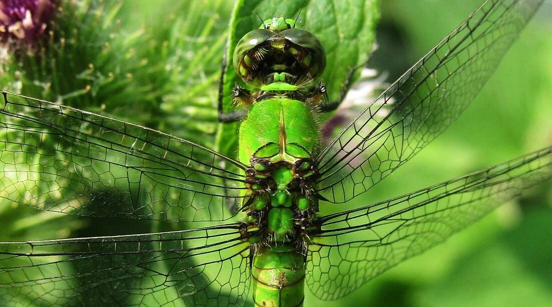 Imagem de Erythemis simplicicollis (Say 1840)