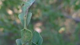 Plancia ëd Bossiaea rhombifolia DC.