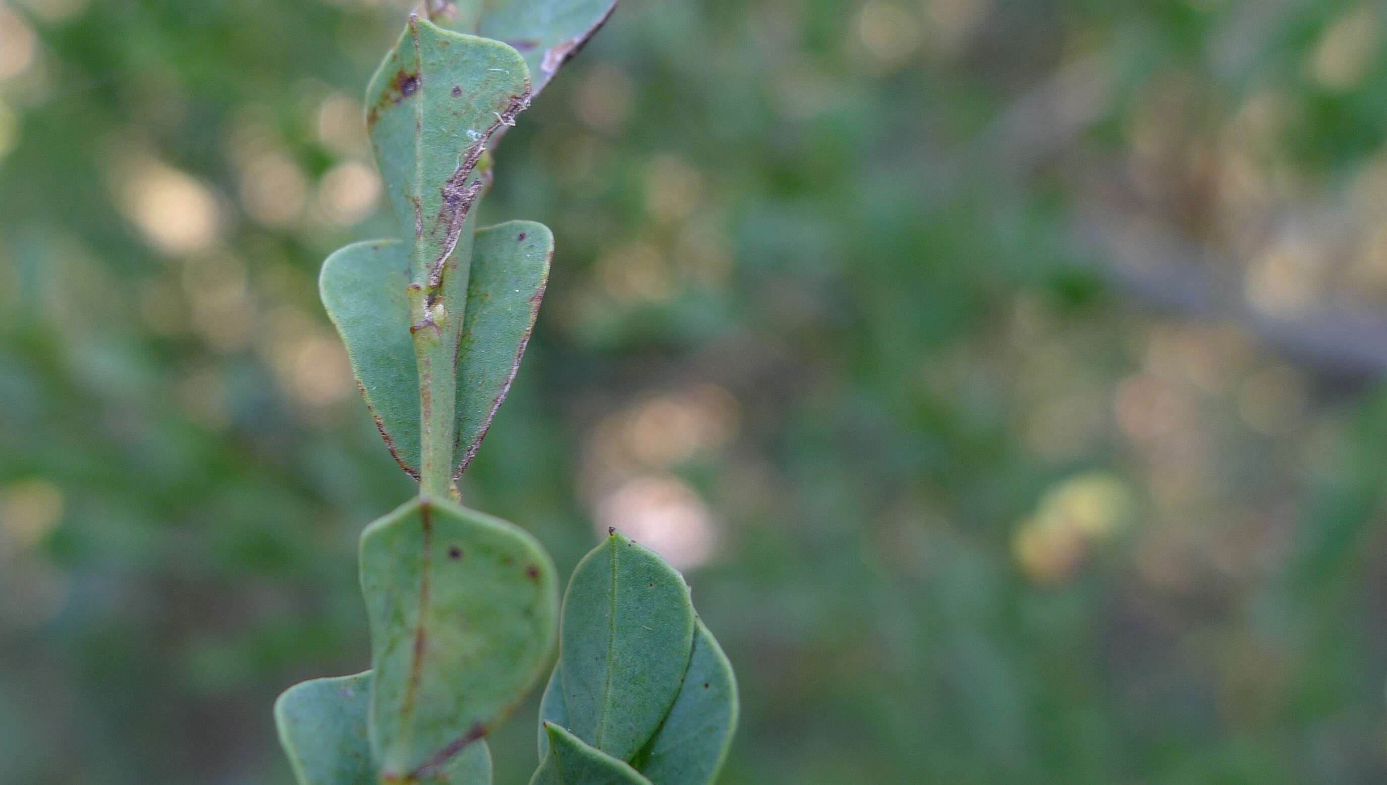 Plancia ëd Bossiaea rhombifolia DC.