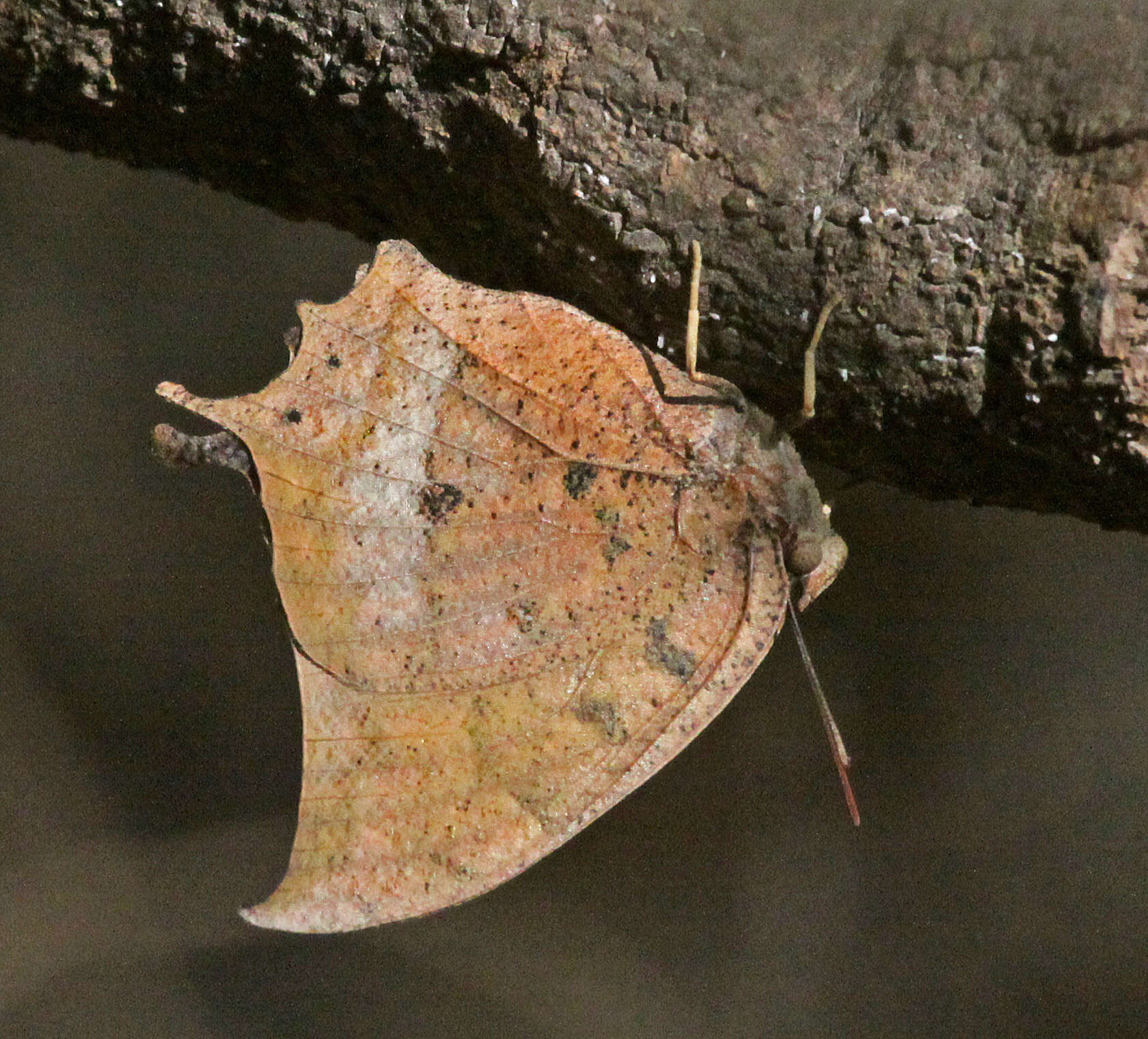 Image of Leafwings