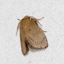 Sivun Spatulifimbria castaneiceps Hampson 1892 kuva