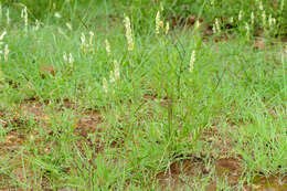 Image of squirrel's tail