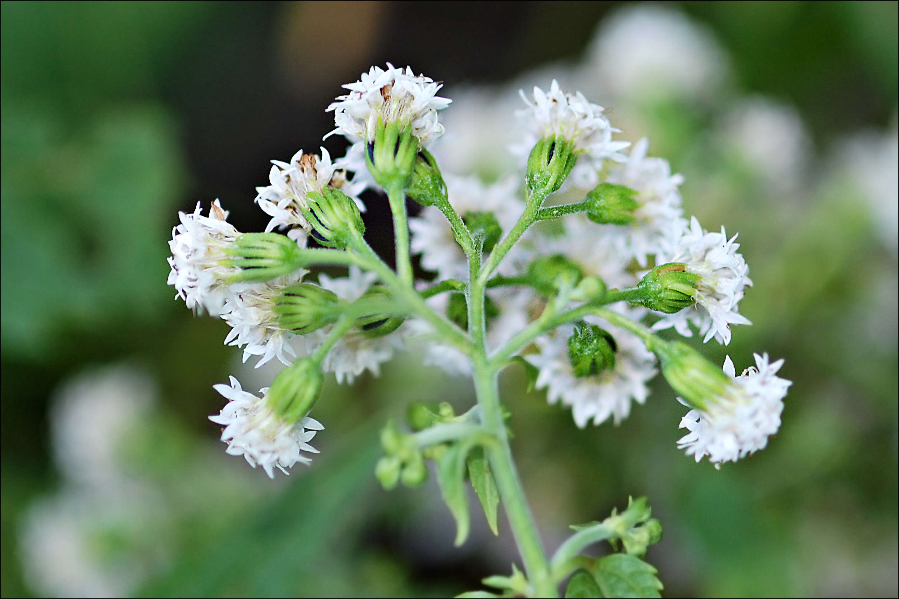 Plancia ëd Ageratina altissima (L.) R. King & H. Rob.