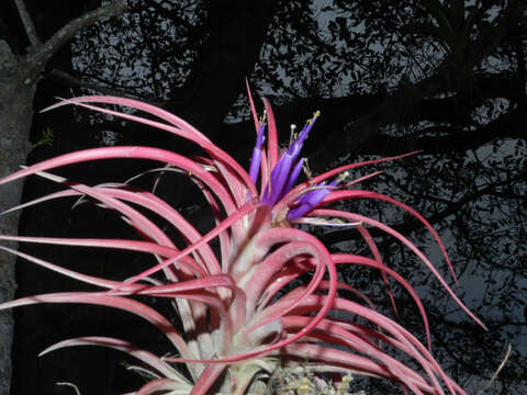 Image of Tillandsia brachycaulos Schltdl.