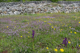 Image of Green-winged Orchid