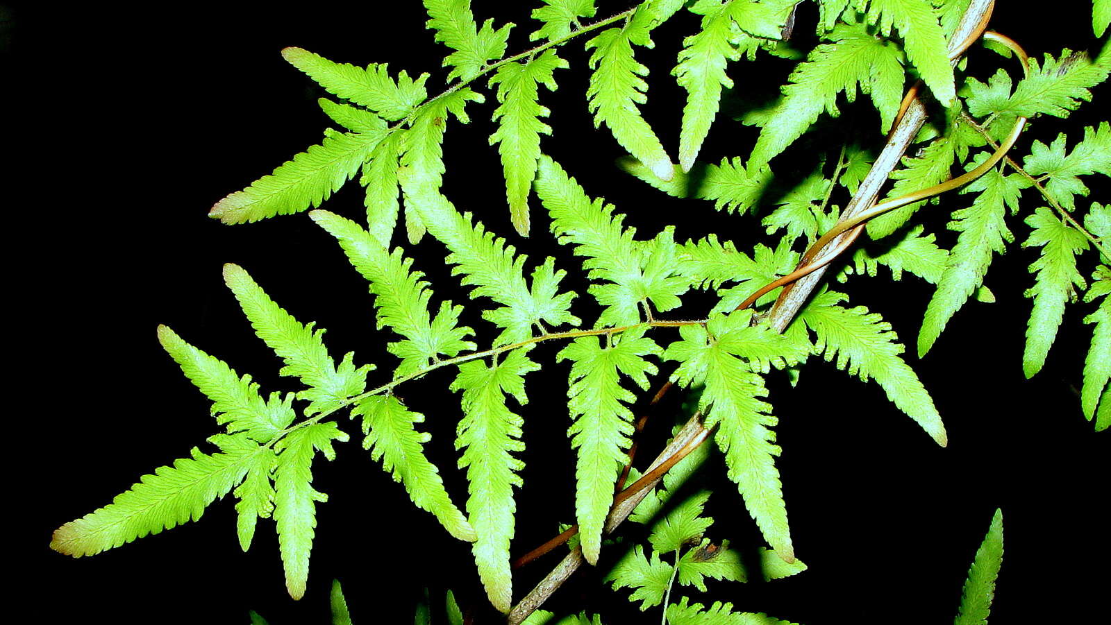 Image of climbing ferns