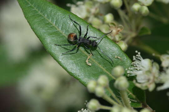 Image de Polyrhachis