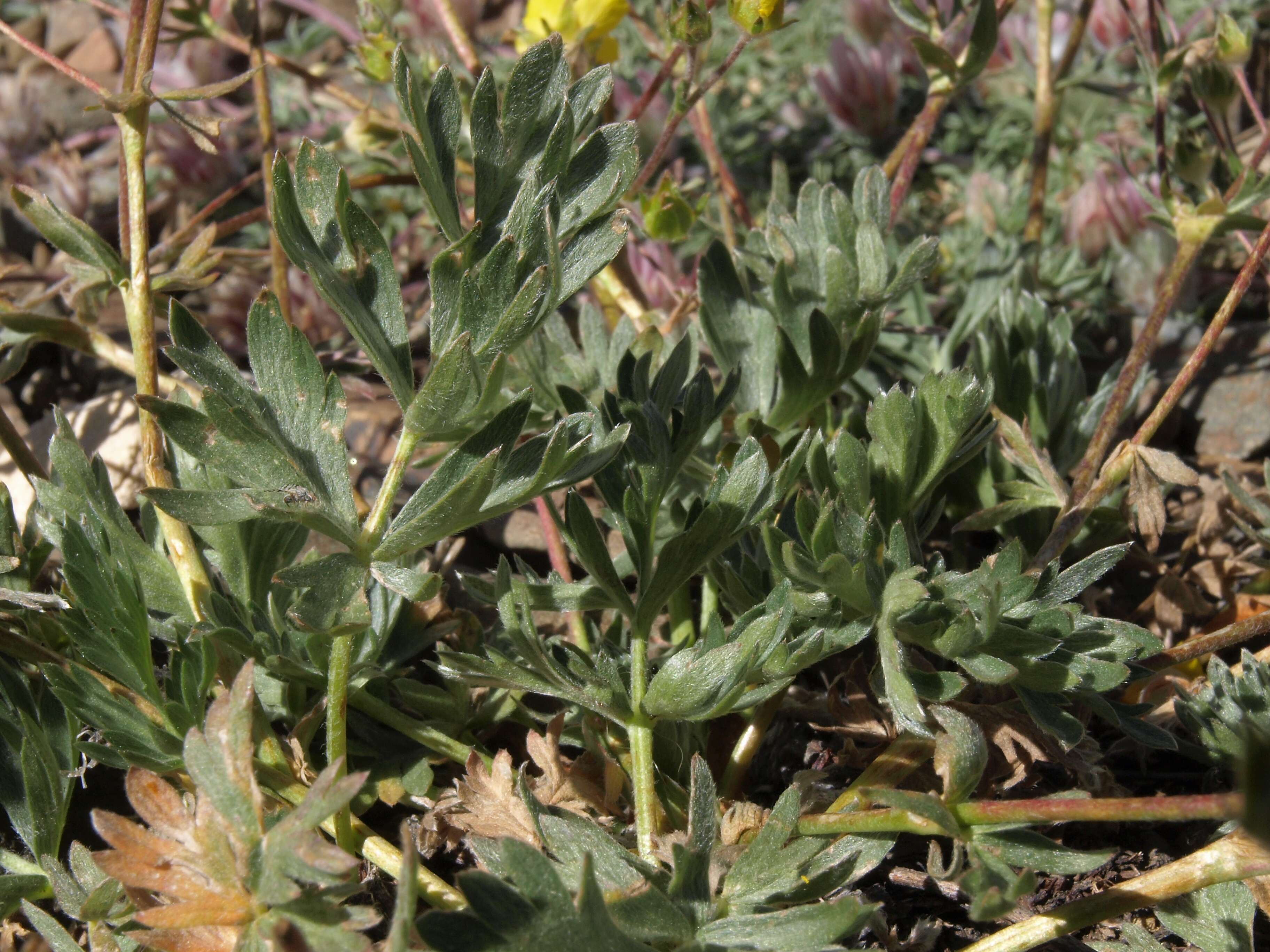 Image of Drummond's cinquefoil