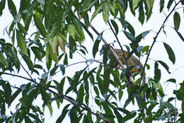 Image of Common Squirrel Monkey