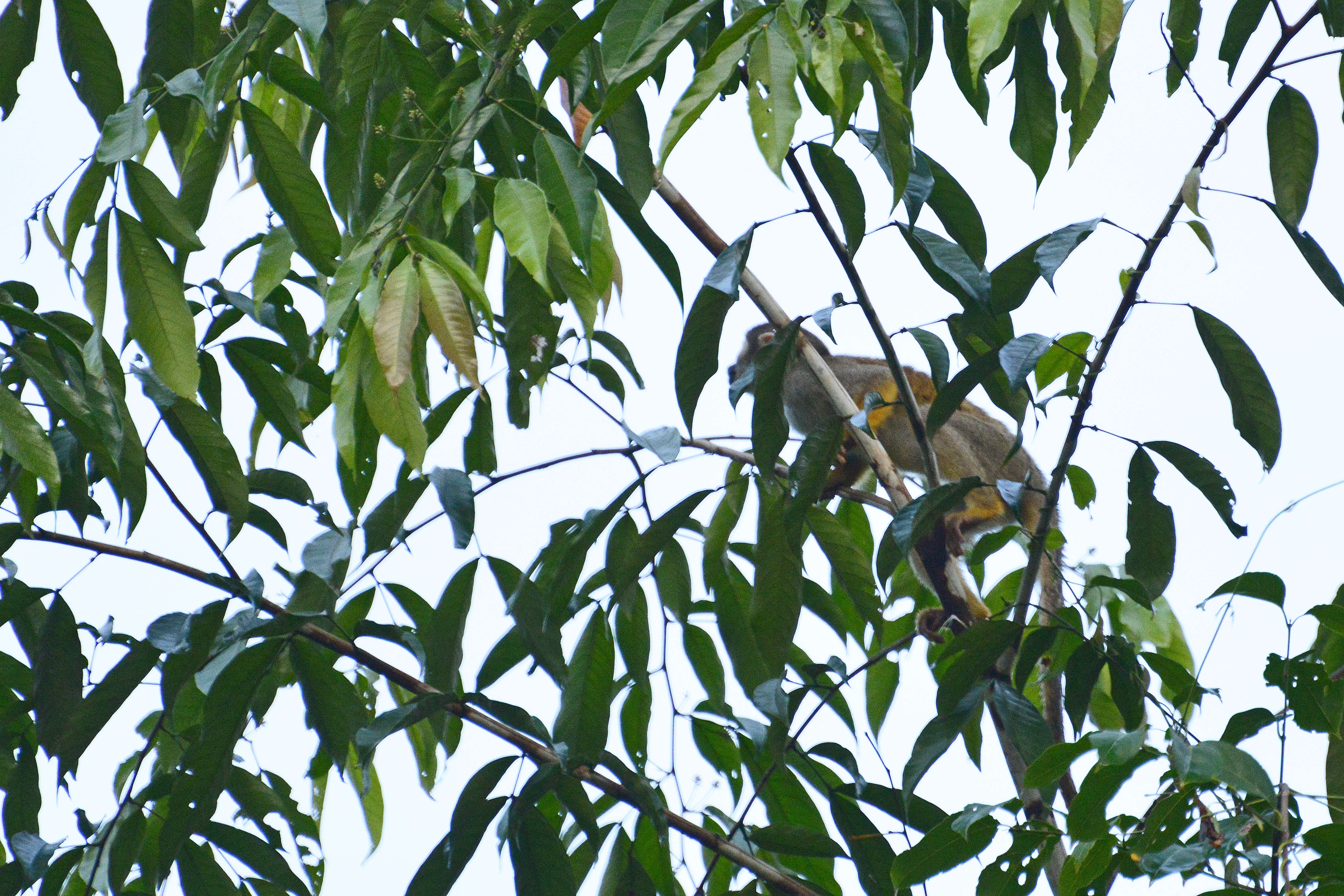 Image of Common Squirrel Monkey