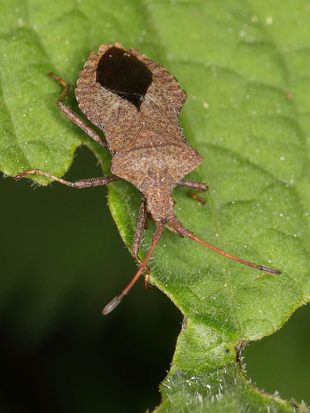 Image of Coreus