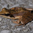 Image of Ryukyu Brown Frog