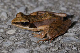 Image of Ryukyu Brown Frog