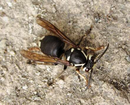 Image of Dolichovespula