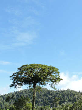 Image of kapoktree