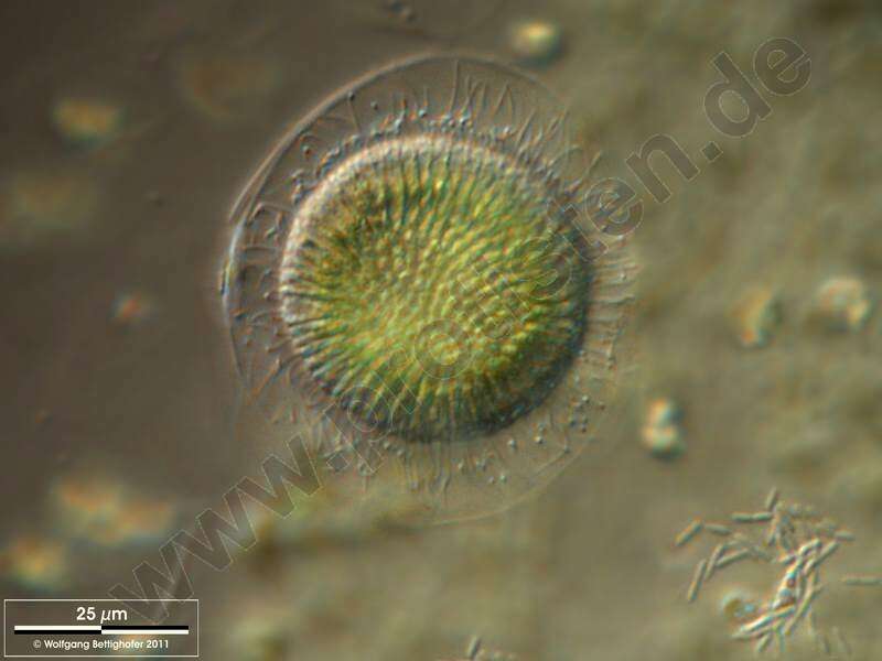 Image of Globe Algae