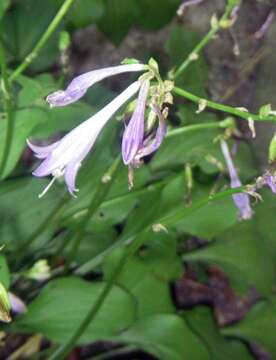 Image of Hosta venusta F. Maek.