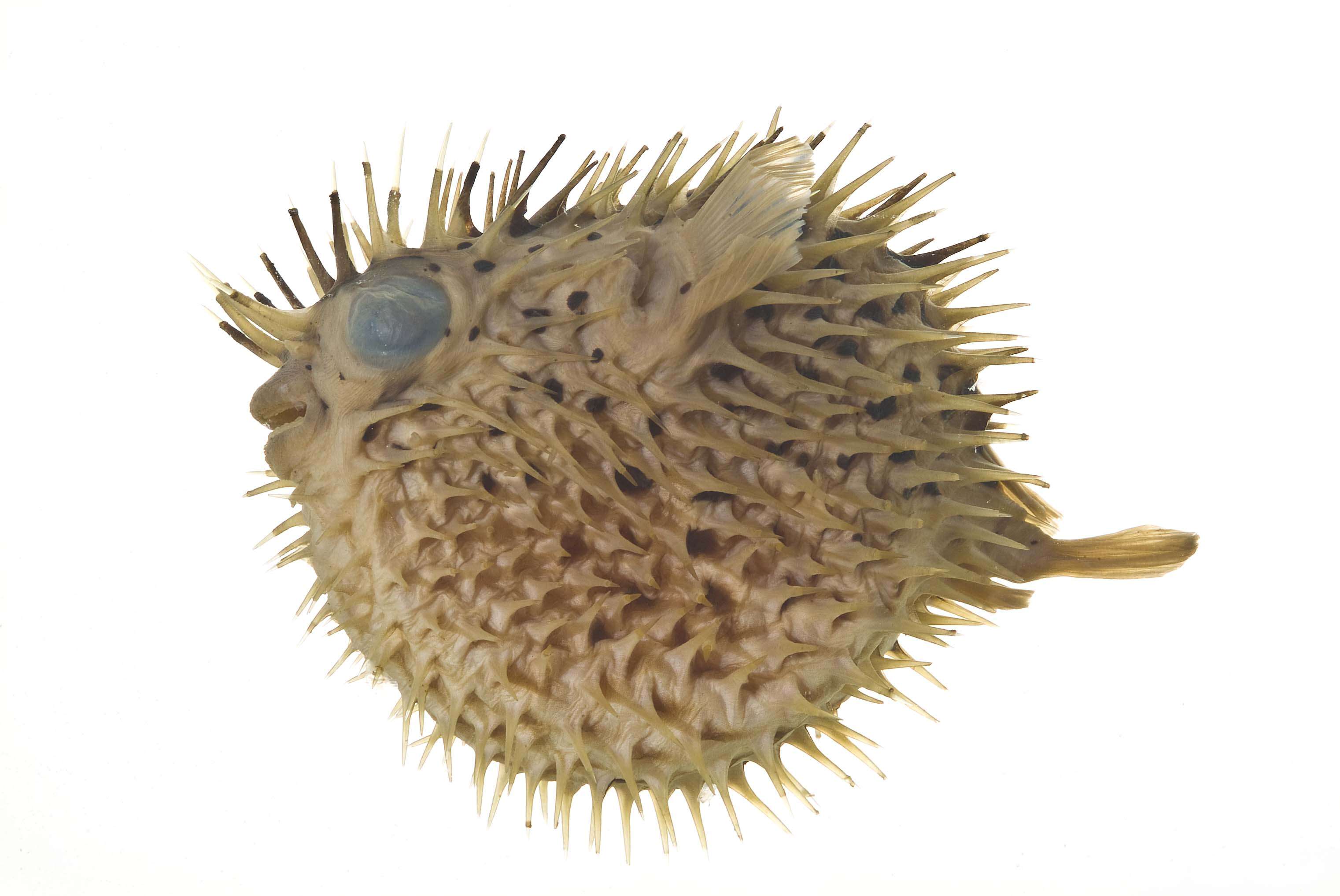 Image of Porcupinefish