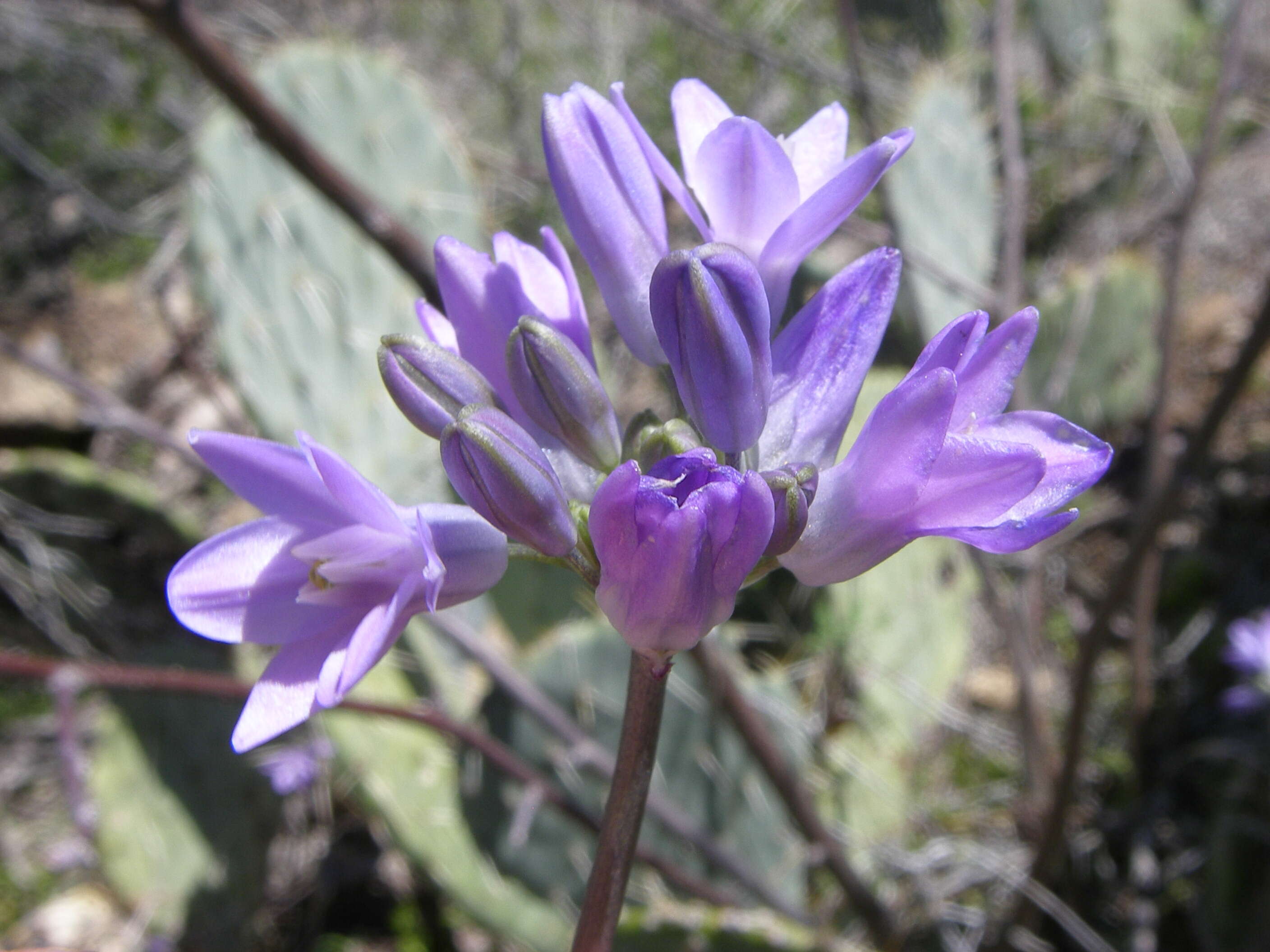 صورة Dichelostemma capitatum (Benth.) Alph. Wood