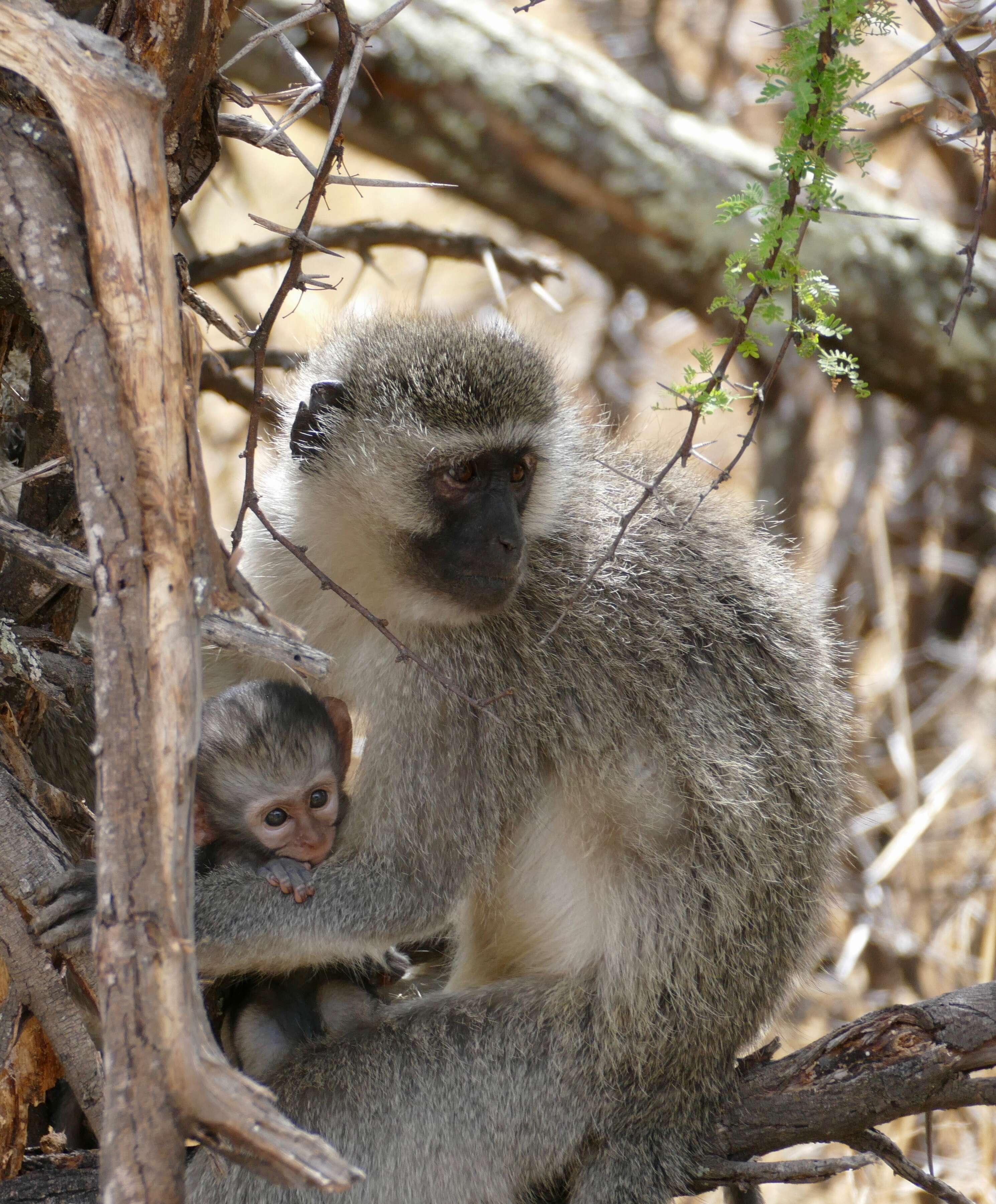 Image of Green monkeys