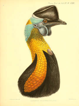 Image of Northern Cassowary