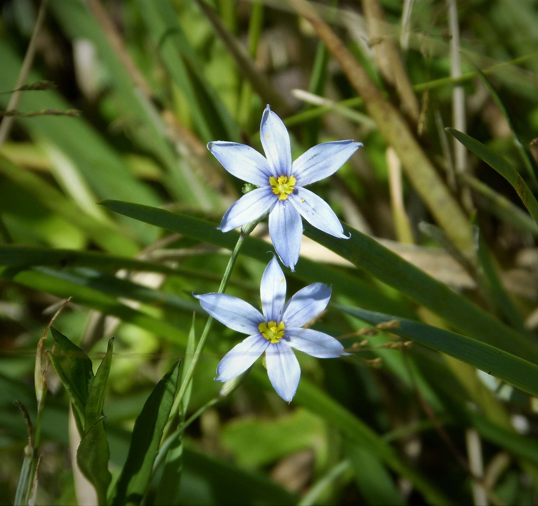 Image of Blue-eyed grass