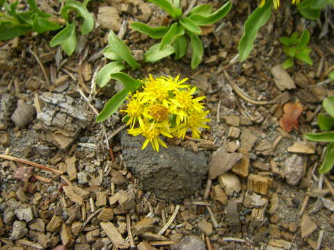 Image of Rocky Mountain goldenrod