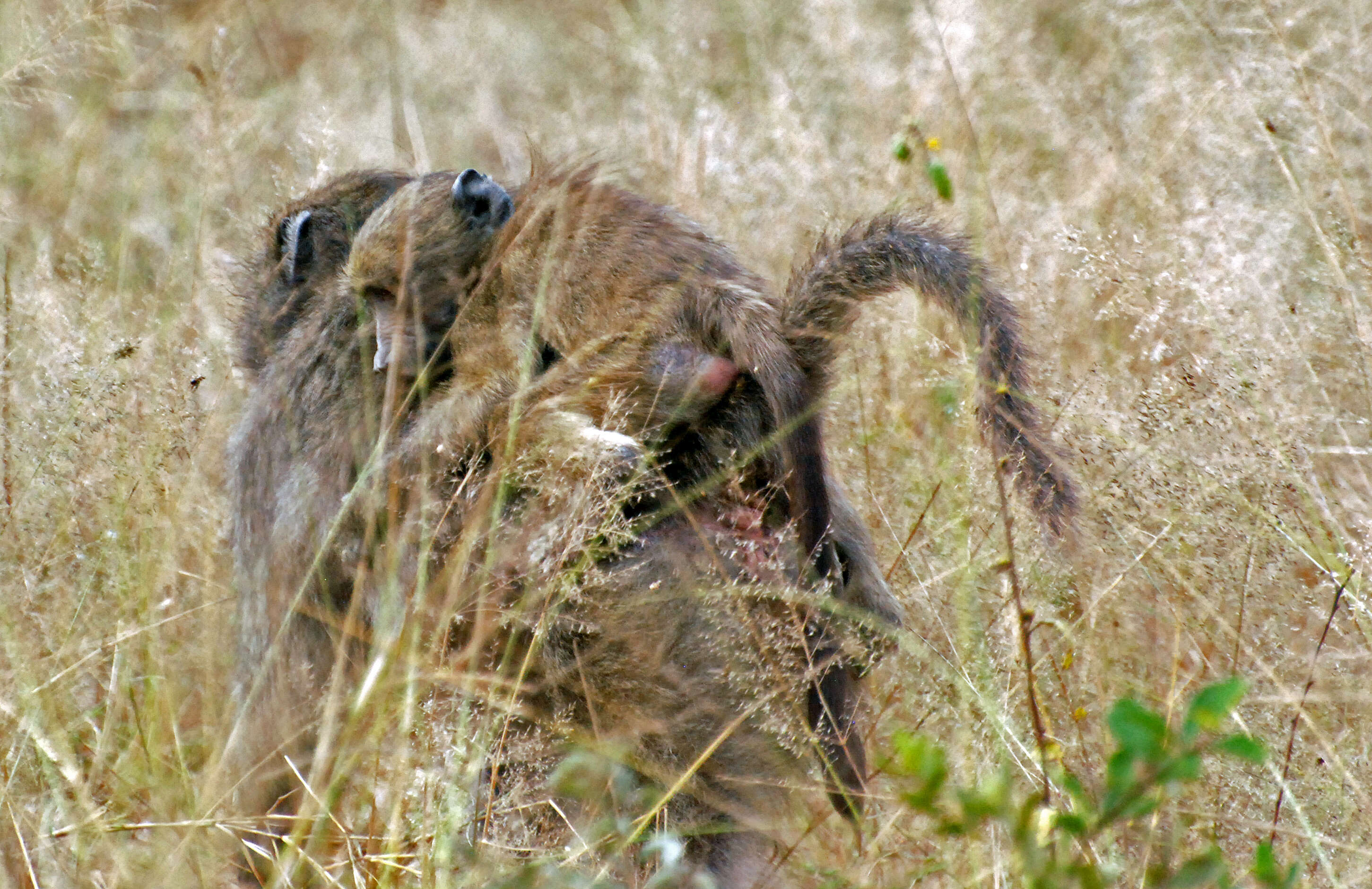 Image of Baboon