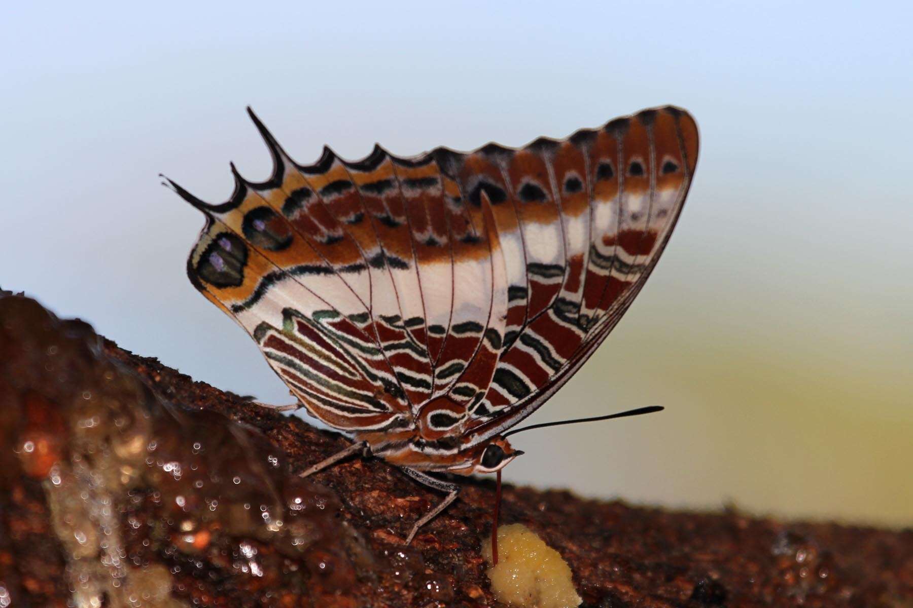 Image of Charaxes castor