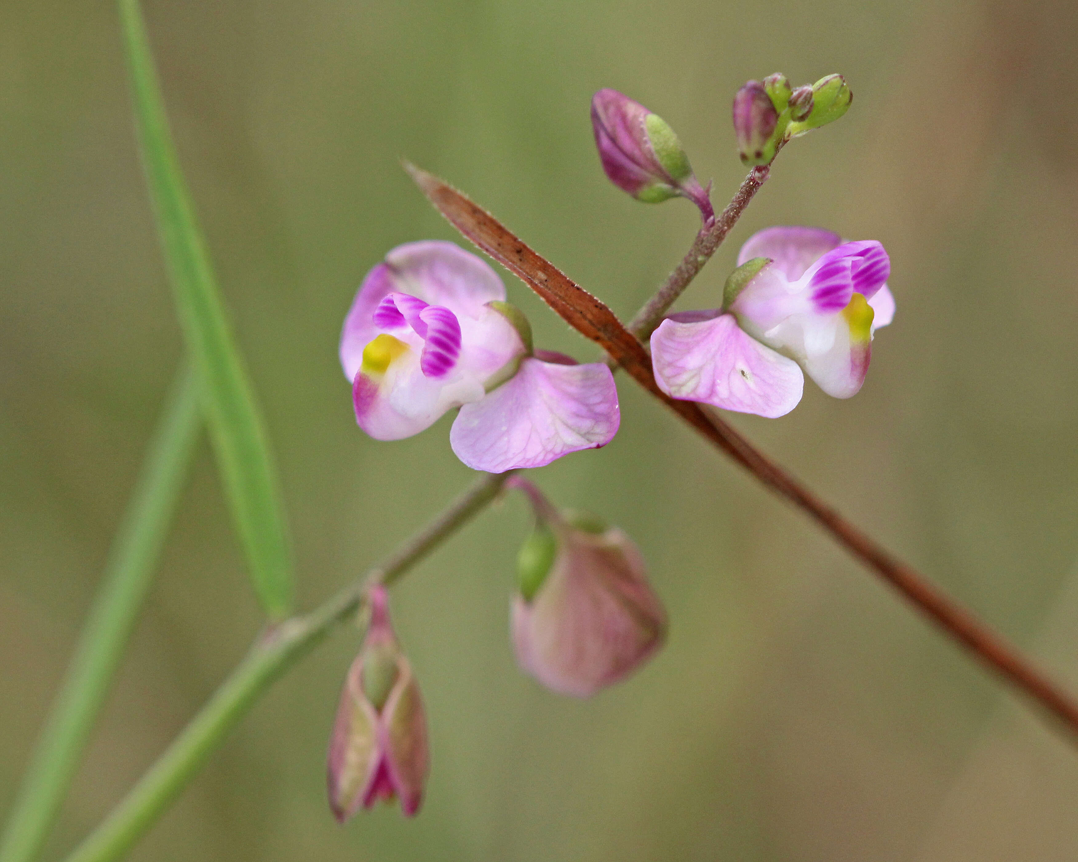 Image of showy milkwort