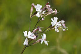 Silene nutans L. resmi