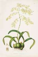 Image of butterfly orchid