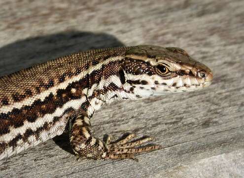 Image of Erhard's Wall Lizard