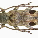 Plancia ëd Mycerinopsis bioculata quadrinotata (Schwarzer 1925)