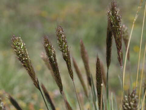 Trisetum spicatum (L.) K. Richt. resmi