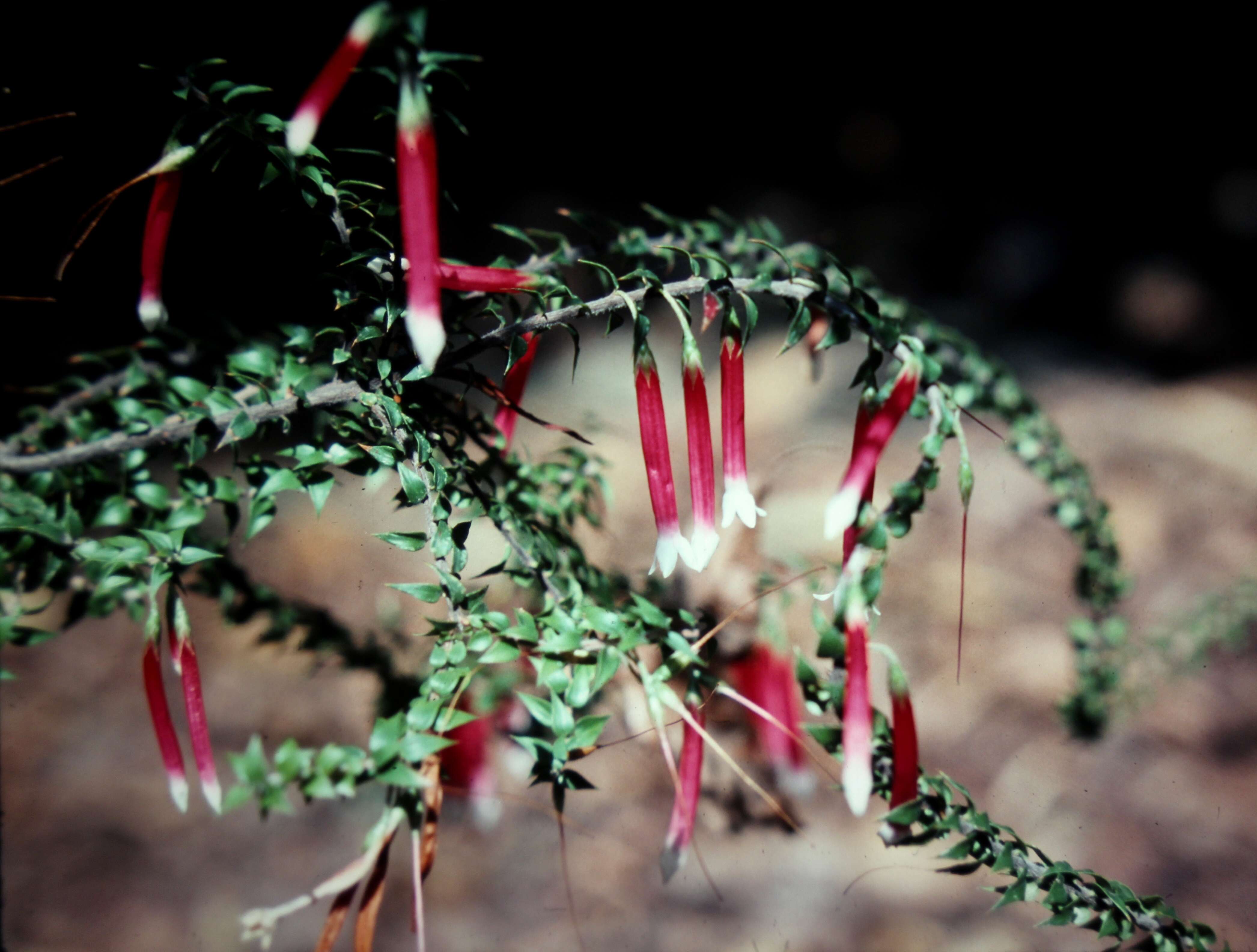 Image of Epacris