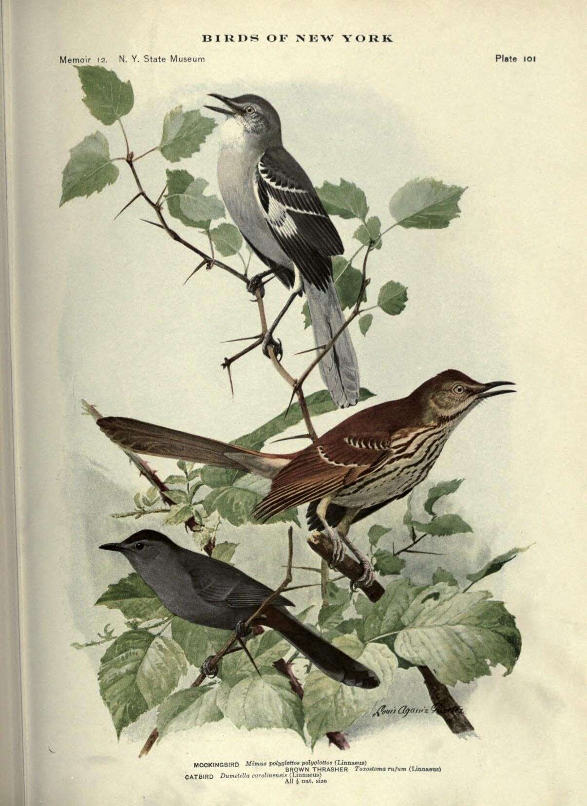 Image of Mimus Boie & F 1826