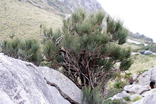 Image of Joint Pine