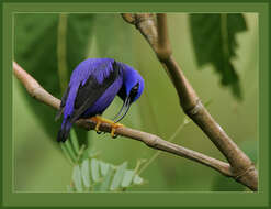 Image of Purple Honeycreeper