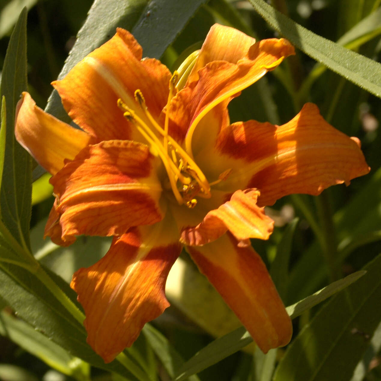 Image of Hemerocallis fulva