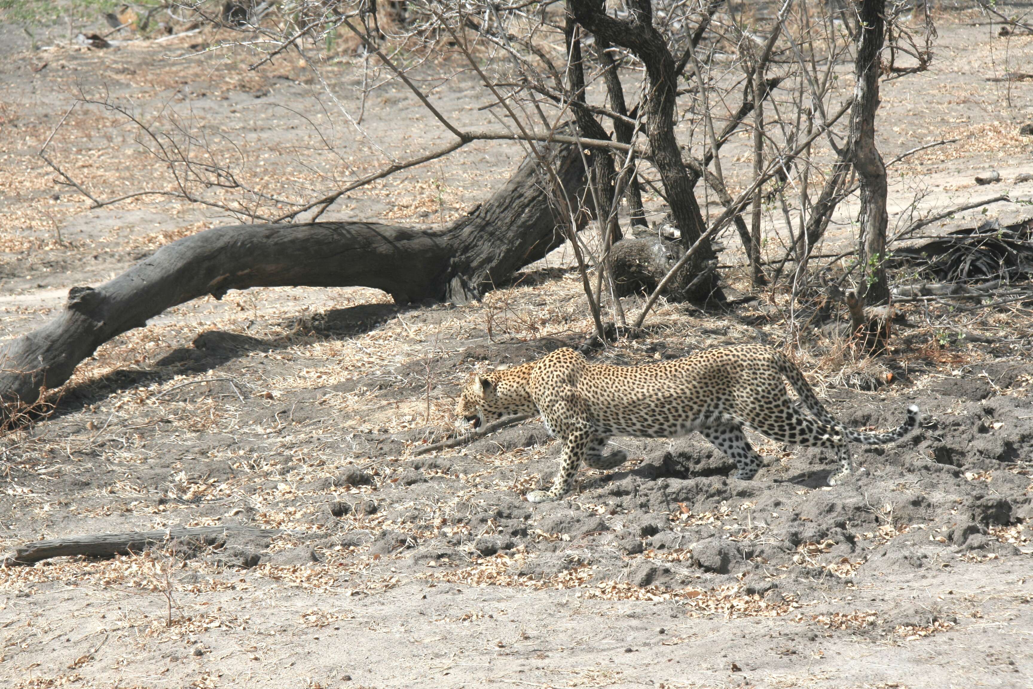 Imagem de Leopardo