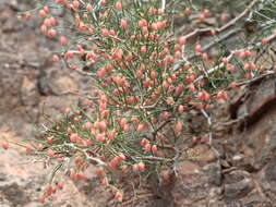 Слика од Calligonum calliphysa Bunge