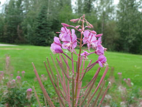 Image of rosebay willowherb