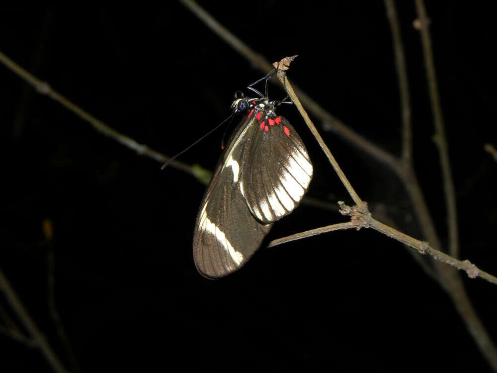 Image of Heliconius sara theudela Hewitson 1874